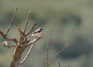 Black-eared Wheatear
