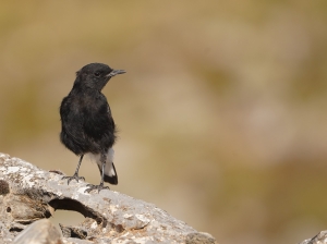 Black Wheatear