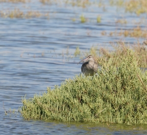 Whimbrel