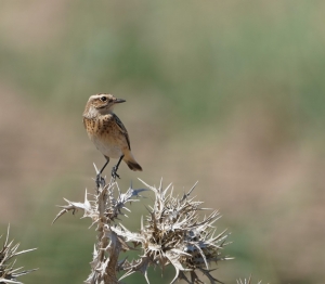 Whinchat