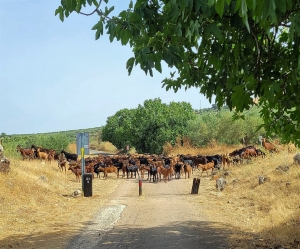 Road block! Goats near Cabra