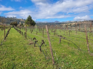 Bodega Gonzalo Beltrán, Ronda