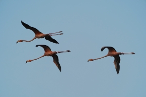 American Greater Flamingo