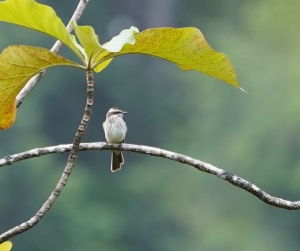 Piratic Flycatcher
