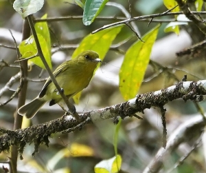 Yellow-breasted Flycatcher