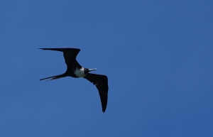 Magnificent Frigatebird