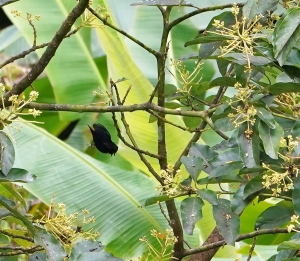 Blue-black Grassquit