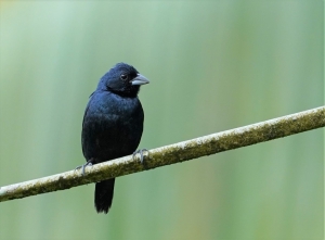Blue-black Grassquit