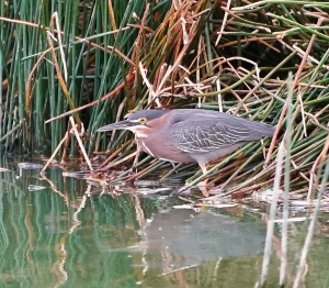 Green Heron