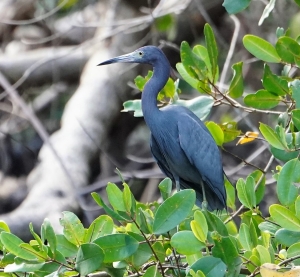 Little Blue Heron