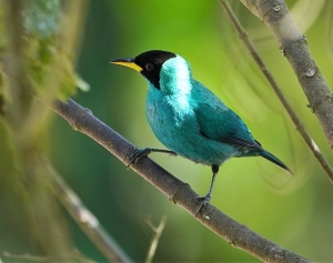 Green Honeycreeper