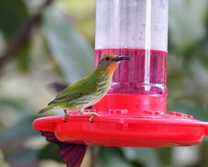 Purple Honeycreeper (female)