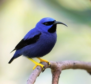 Purple Honeycreeper (male)