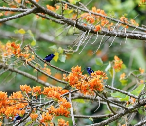 Red-legged Honeycreeper