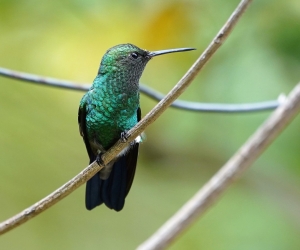 Copper-rumped Hummingbird