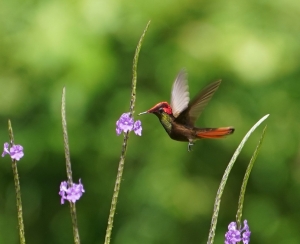 Ruby-topaz Hummingbird