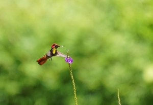 Ruby-topaz Hummingbird