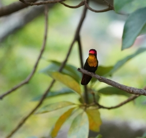 Ruby-topaz Hummingbird
