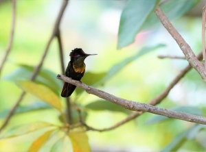 Ruby-topaz Hummingbird