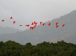 Scarlet Ibis