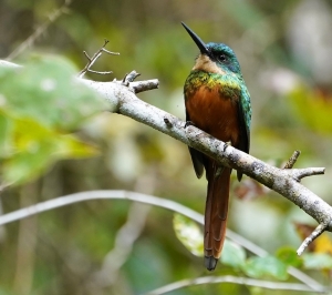 Rufous-tailed Jacamar