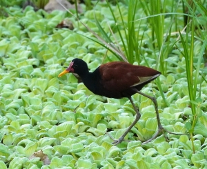Wattled Jacana