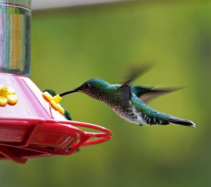 White-necked Jacobin (female)