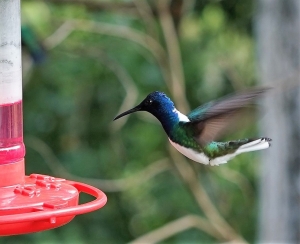 White-necked Jacobin (male)