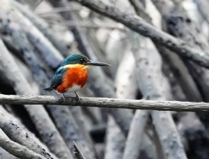 American Pygmy Kingfisher