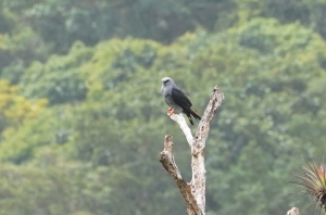Plumbeous Kite