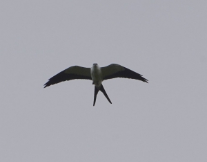 Swallow-tailed Kite