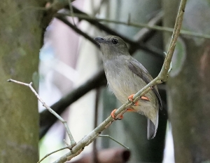White-bearded Manakin (female)