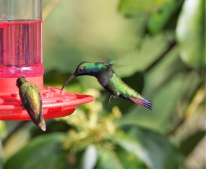 Black-throated Mango (male)