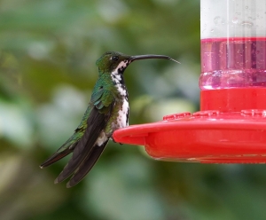 Black-throated Mango (female)