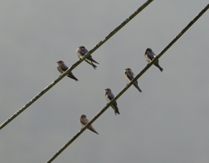 Gray-breasted Martin