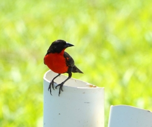 Red-breasted Meadowlark