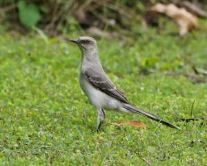 Tropical Mockingbird