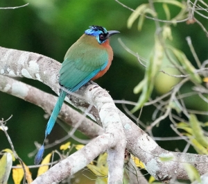 Trinidad Motmot