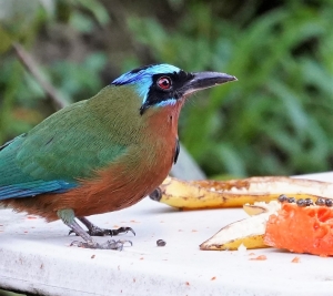 Trinidad Motmot
