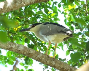 Black-crowned Night-heron