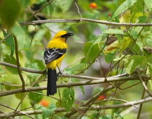 Yellow Oriole