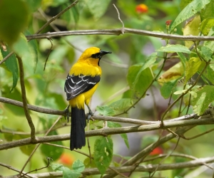 Yellow Oriole