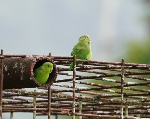 Green-rumped Parrotlet
