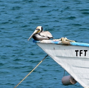 Brown Pelican