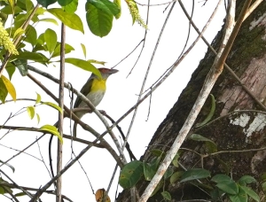 Rufous-browed Peppershrike