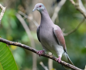 Pale-vented Pigeon