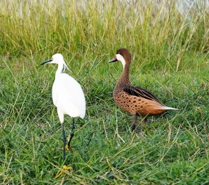 White-cheeked Pintail
