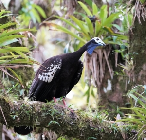 Trinidad Piping-guan