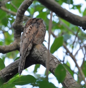 Common Potoo