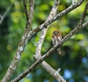 Ferruginous Pygmy-owl